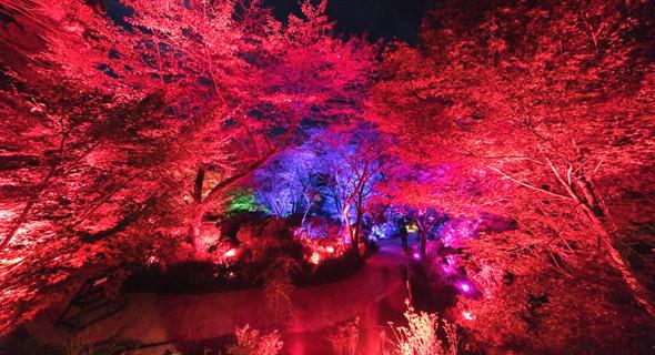 互动灯光艺术丨神奇的樱树林