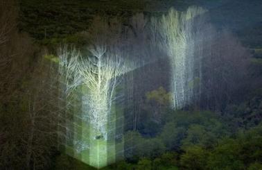 灯光秀艺术丨用光影打造沉浸式大自然风景